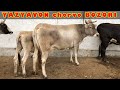 Yazyavon🗺 chorva BOZORI daxshat SIGIRLAR🐄 kirdi bozorga