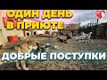 Приют для бездомных собак,Помощь волонтеров, Добрые поступки