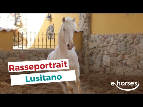 Video: Lusitano Pferderasse Hypoallergen, Gesundheit Und Lebensdauer