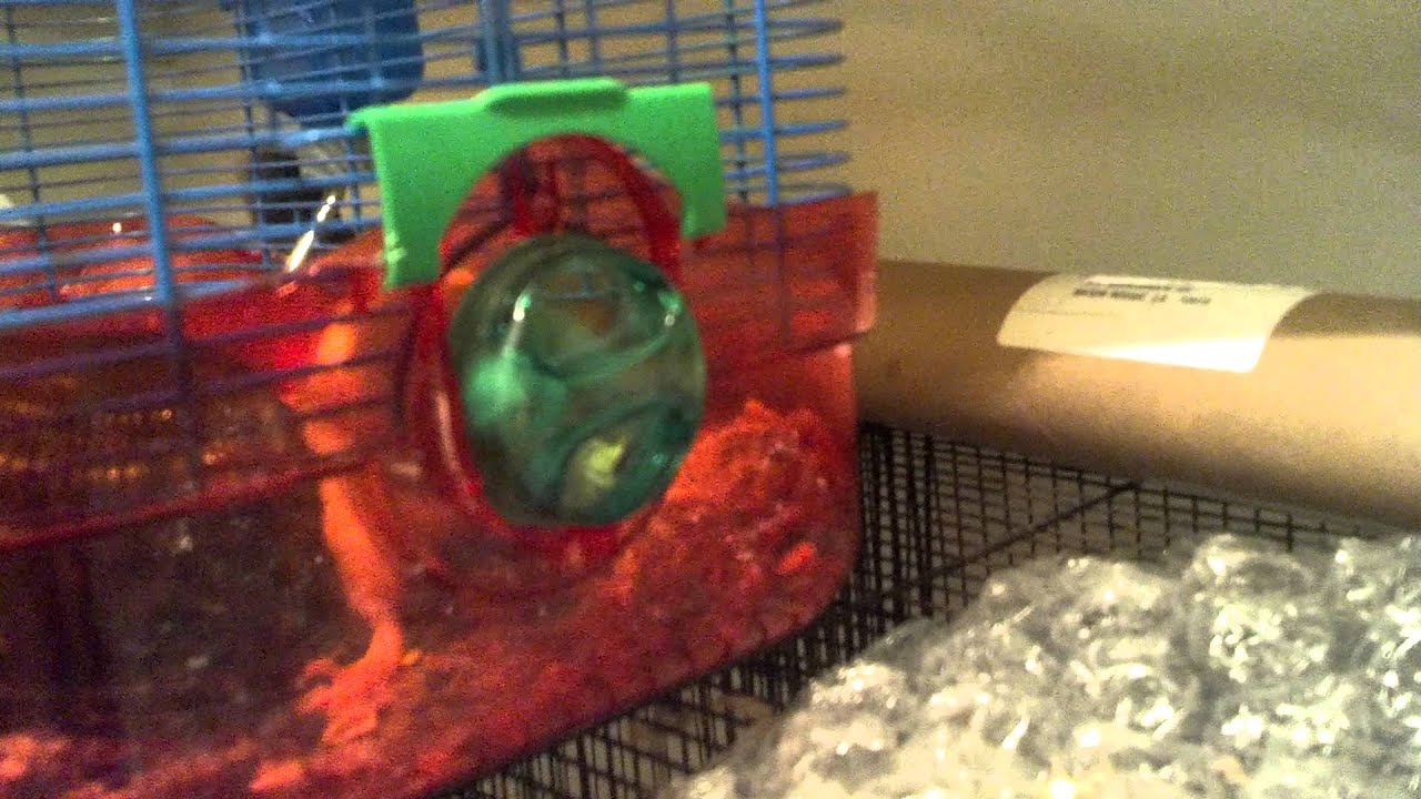 Genius Rat Opens Cage Door YouTube