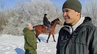 Подписчики из Кыргизстана приехали в Чечню на Рынок в Урус-мартан. Лошади.