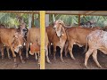 Gujarat wali gir cow bhawnagar aravali dairy farm 9983954391