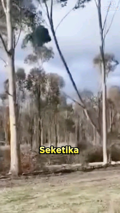 Menggempur Pohon Liar dengan Rantai Besi #shorts
