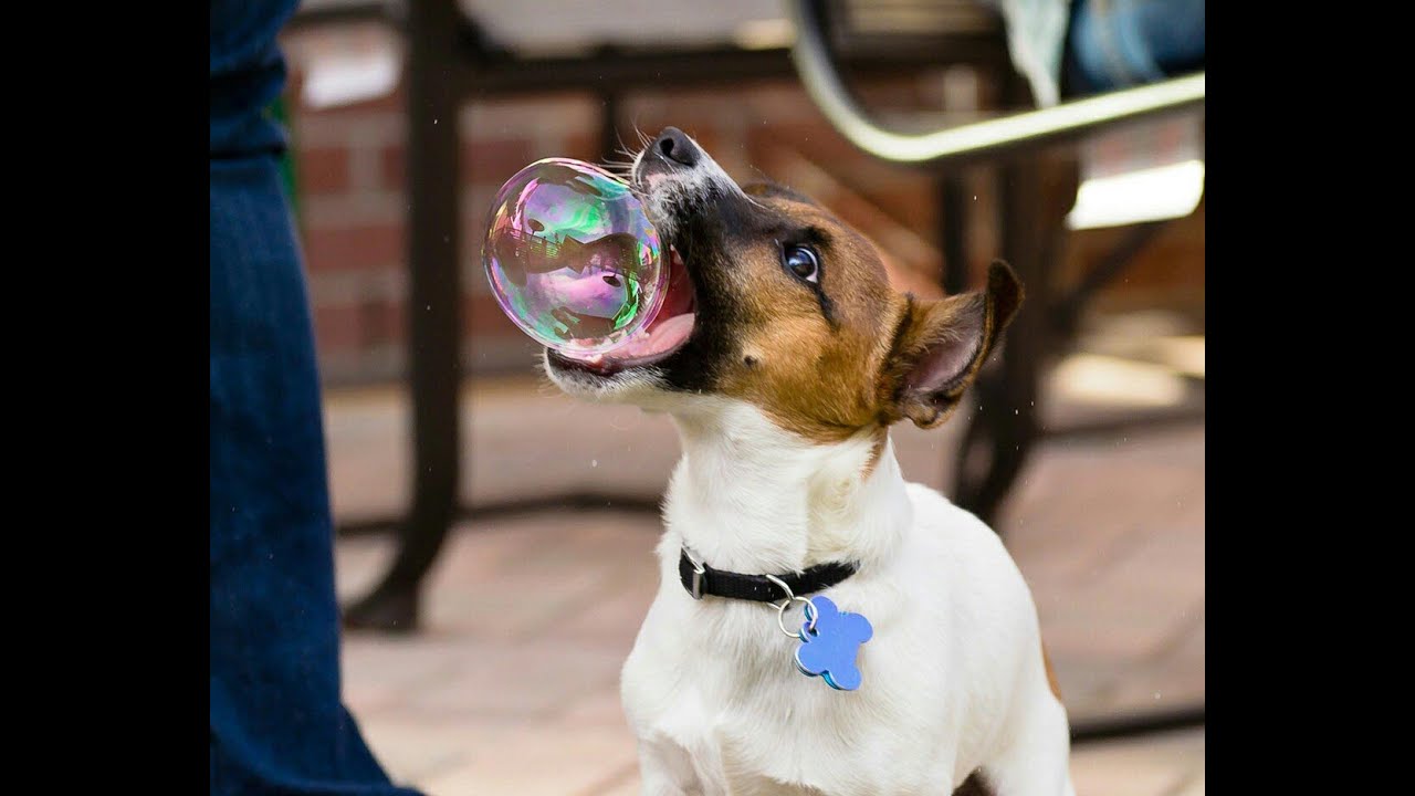 Kind pets. Собака и мыльные пузыри. Собаки в забавных ситуациях. Фото приколы. Собака на роликах.