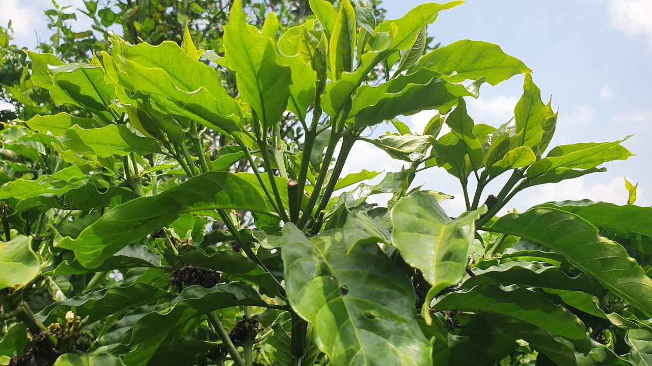 Nuôi chồi để làm cành bắp hậu bị giai đoạn nào thích hợp nhất