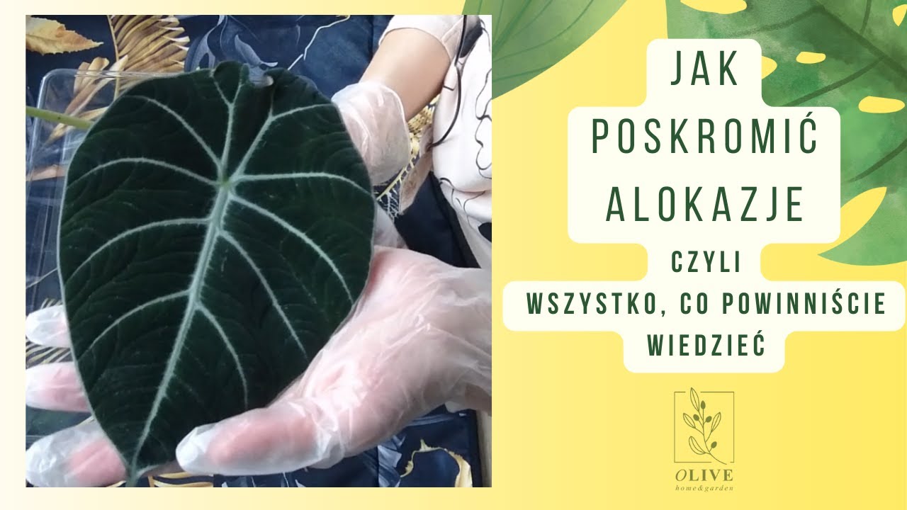 Alokazje - wszystko co musicie wiedzieć, aby ich nie zabić | pielęgnacja przesadzanie rozmnażanie
