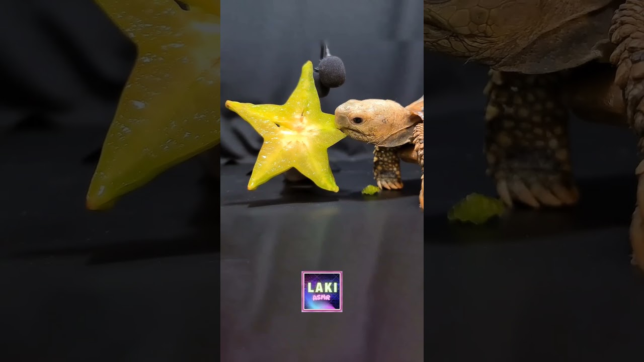Relaxing ASMR for Sleep,LAKI eating star fruit