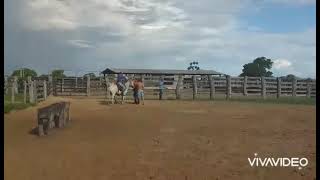 cavalo pulando com peão no pantanal｜Pesquisa do TikTok