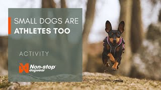 Small dogs are athletes too