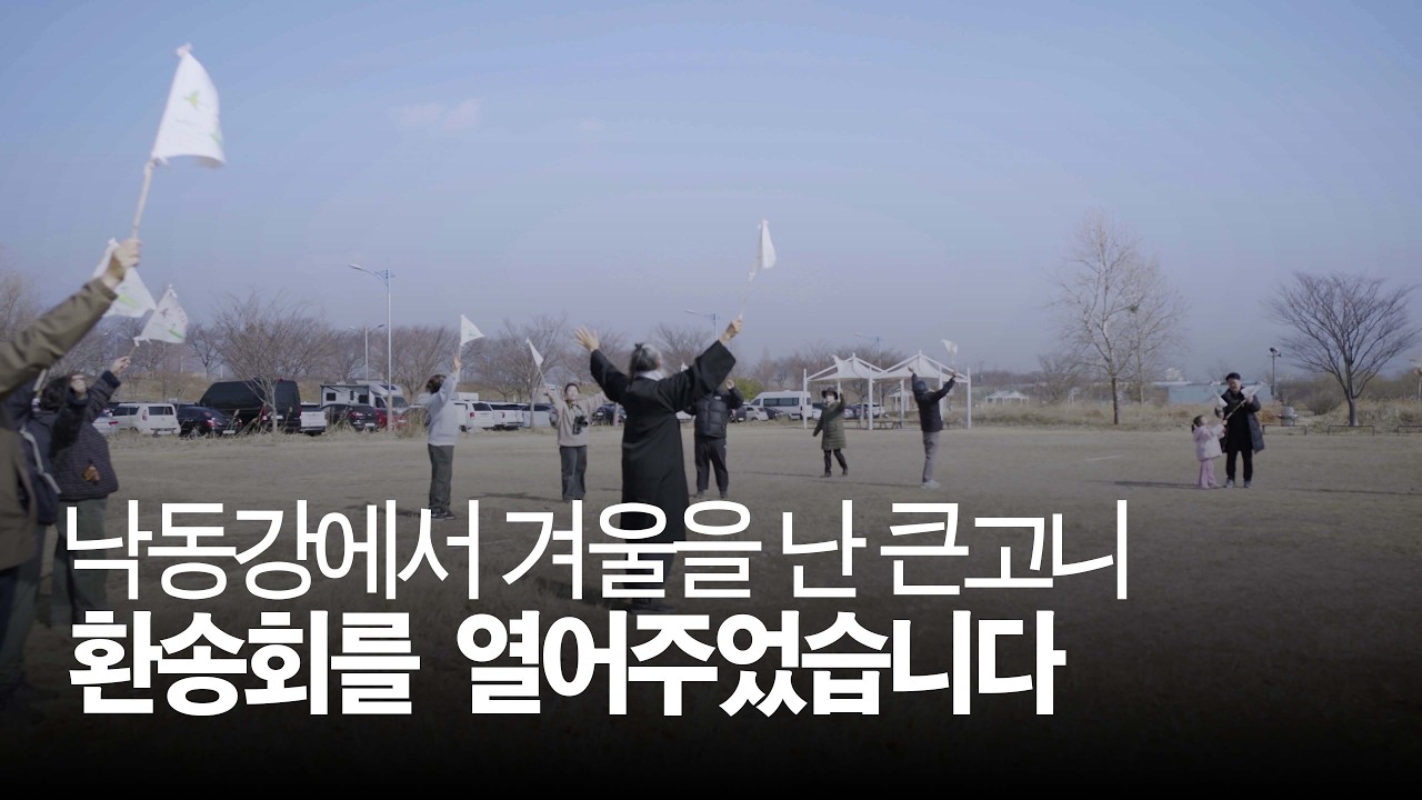 낙동강 하류에서 월동을 하고 고향으로 돌아가는 큰고니들을 위한 환송회