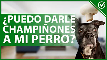 ¿Pueden comer setas los perros?