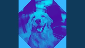 Remarkable Music for Dog Walking