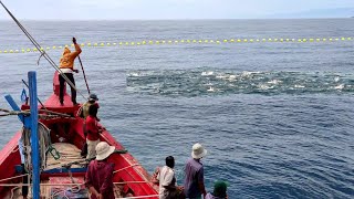 Download Lagu Pukat cincin, Nelayan Indonesia Dapat Banyak Ikan, luar biasa hasil tangkapan nelayan Indonesia MP3