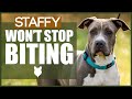 How To Stop Your STAFFORDSHIRE BULL TERRIER BITING