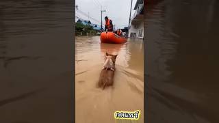 น้องหมาช่วยลูกหมู #funny #frog