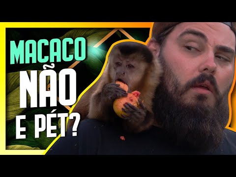 Vídeo: Quanto tempo os macacos-prego vivem como animais de estimação?