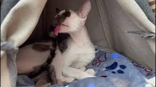 Cornish Rex  cat named Freddie is 4 years old handsome. by Diana Horn 100 views 2 years ago 18 seconds