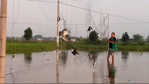 Bẫy chim rẽ giun? Cách đặt loa, chỉnh tiếng đánh cạnh tranh