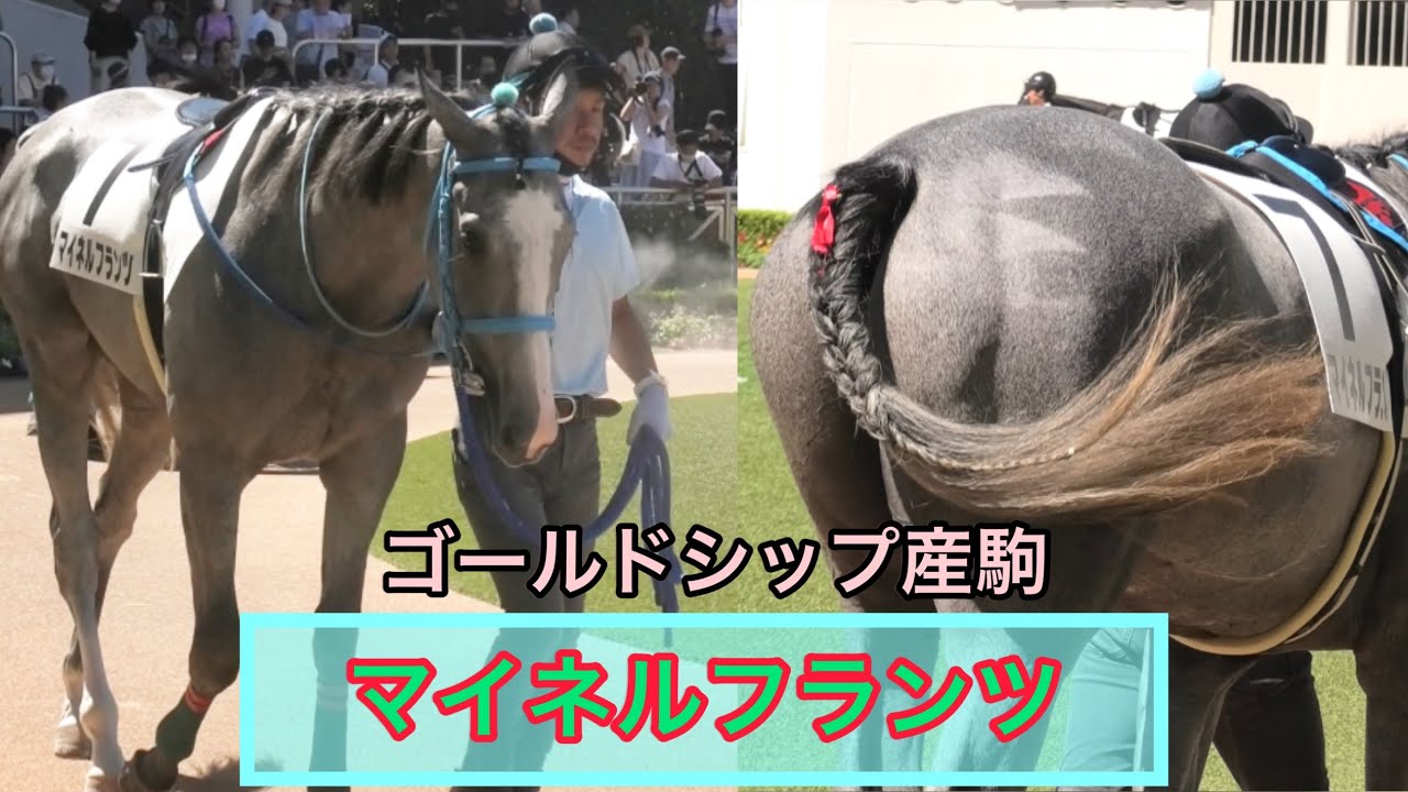 【ゴールドシップ産駒】ゴルシ産駒No. 1のオシャレ番長マイネルフランツデビュー✨