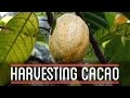 Cocoa Powder Process in Indonesia - YouTube