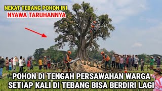 Viral !! Pohon Sakti Di Persawahan Warga Tidak Ada Yang Berani Nebang Setiap Ditebang Berdiri Lagi