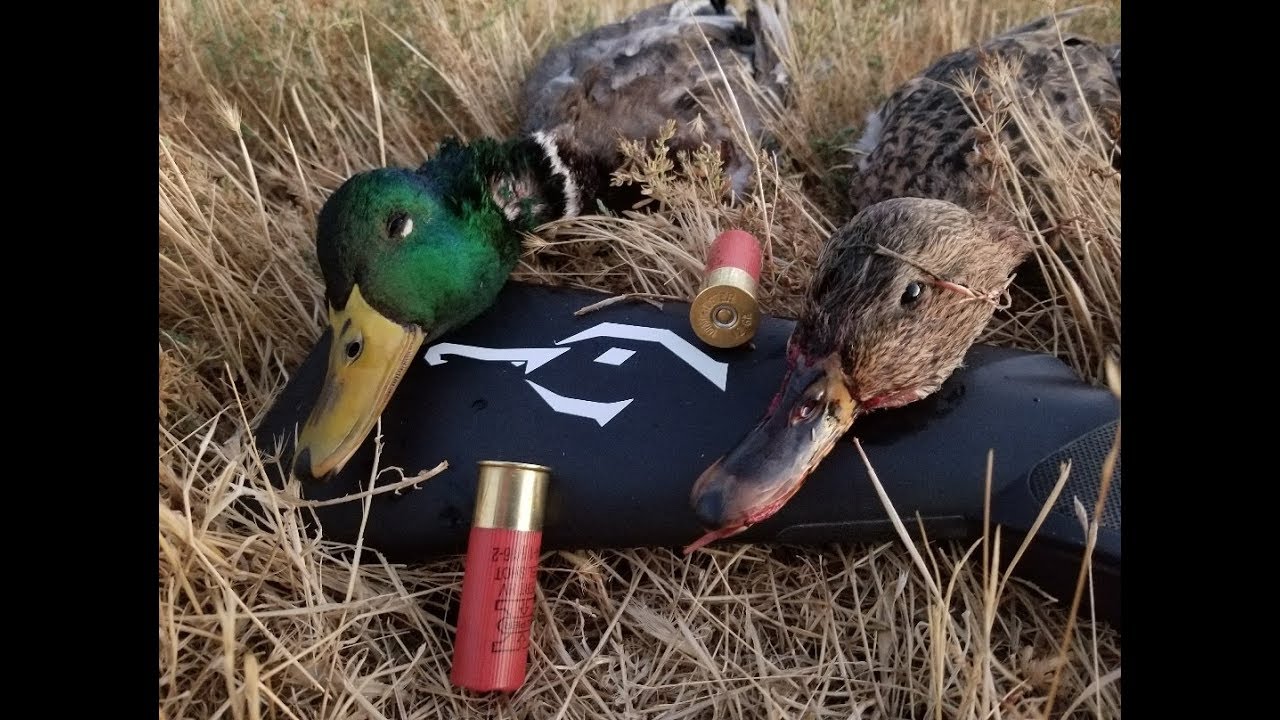 Season Opener In California California Duck Hunting 2017 YouTube season-opener-in-california-california-duck-hunting-2017-youtube