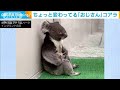 心もほっこり　おじさんコアラに可愛すぎるカピバラ(20/08/21)