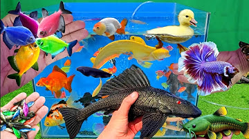 Video tổng hợp cá cảnh đẹp, vịt, vịt con, cá koi, cá trê, cá trân châu, cá ba đuôi
