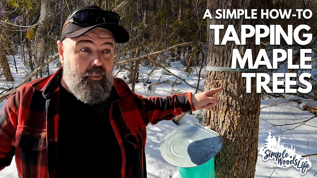 Tapping maple trees for syrup is fun & simple! - YouTube