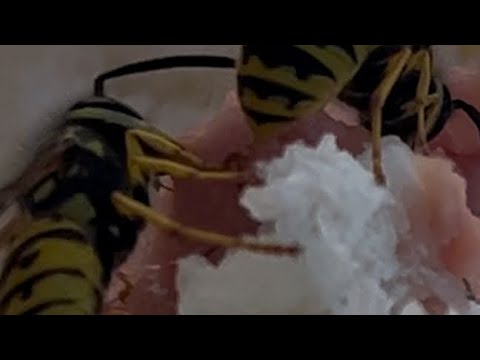 Осы атакуют!