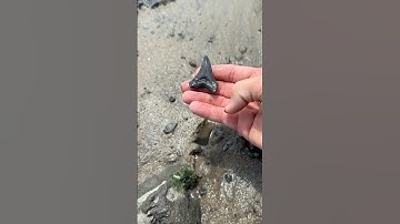 Large tooth from ancestor to the MEG found by paleontologist! 🤩🦈  #fossils