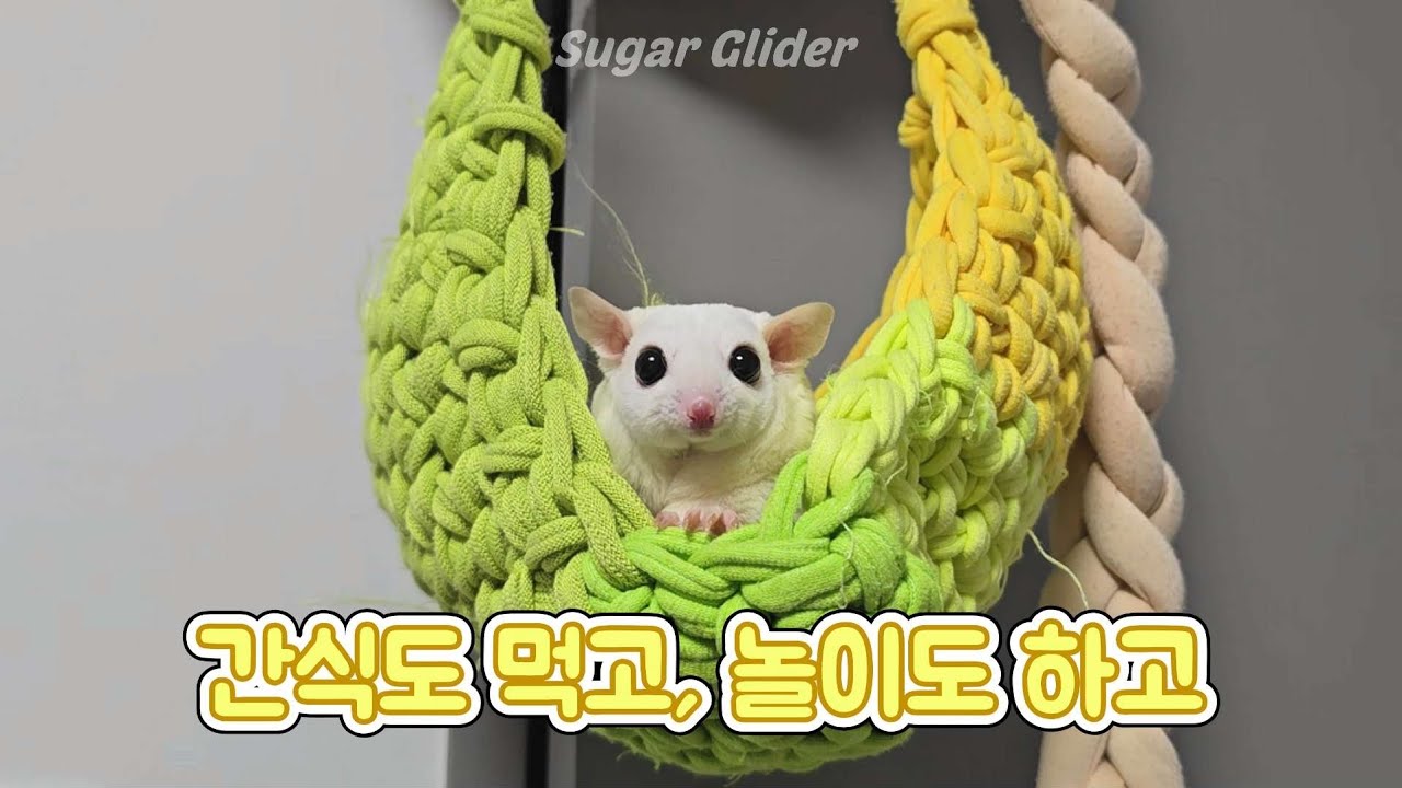 추우니까 집에서 즐겁게 놀기 ❄ 슈가글라이더 일상 vlog