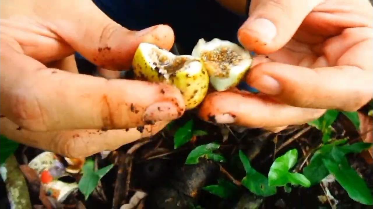 plant hunting and we found a fig tree or fig fruit in tagalog it's called tibig tree. YouTube