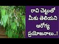 Amazing Health Benefits Of The Peepal Tree | Peepal Tree Benefits | Mana...