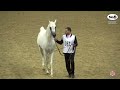 N 357 LAMMAH AL NAIF Qatar National Arabian Horse Championship 2022 Stallions 7 10 Years Old Cla N 357 LAMMAH AL NAIF Qatar National Arabian Horse Championship 2022 Stallions 7 10 Years Old Cla