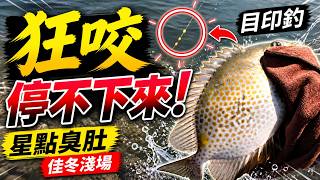佳冬淺場目印釣星點臭肚｜一丟就咬！整場狂拉停不下來
