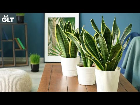 वीडियो: इनडोर पौधों के उपयोगी गुण