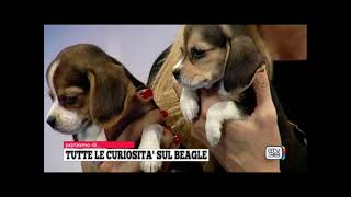 Beagle di Casa Gherdovich Rtv38 Tadà 15.11.22