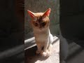 Mi lugar favorito es contigo Mi Goten #amigos #cat #lineadepesca #gatos #amor