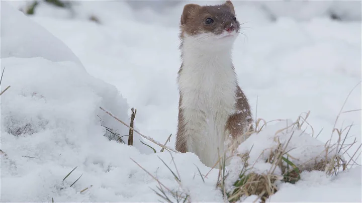 Sneaky and Swift: Discover 5 Surprising Facts About Stoats!