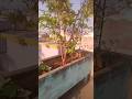mera amrud ka paudha #vlogs #gardening #shorts