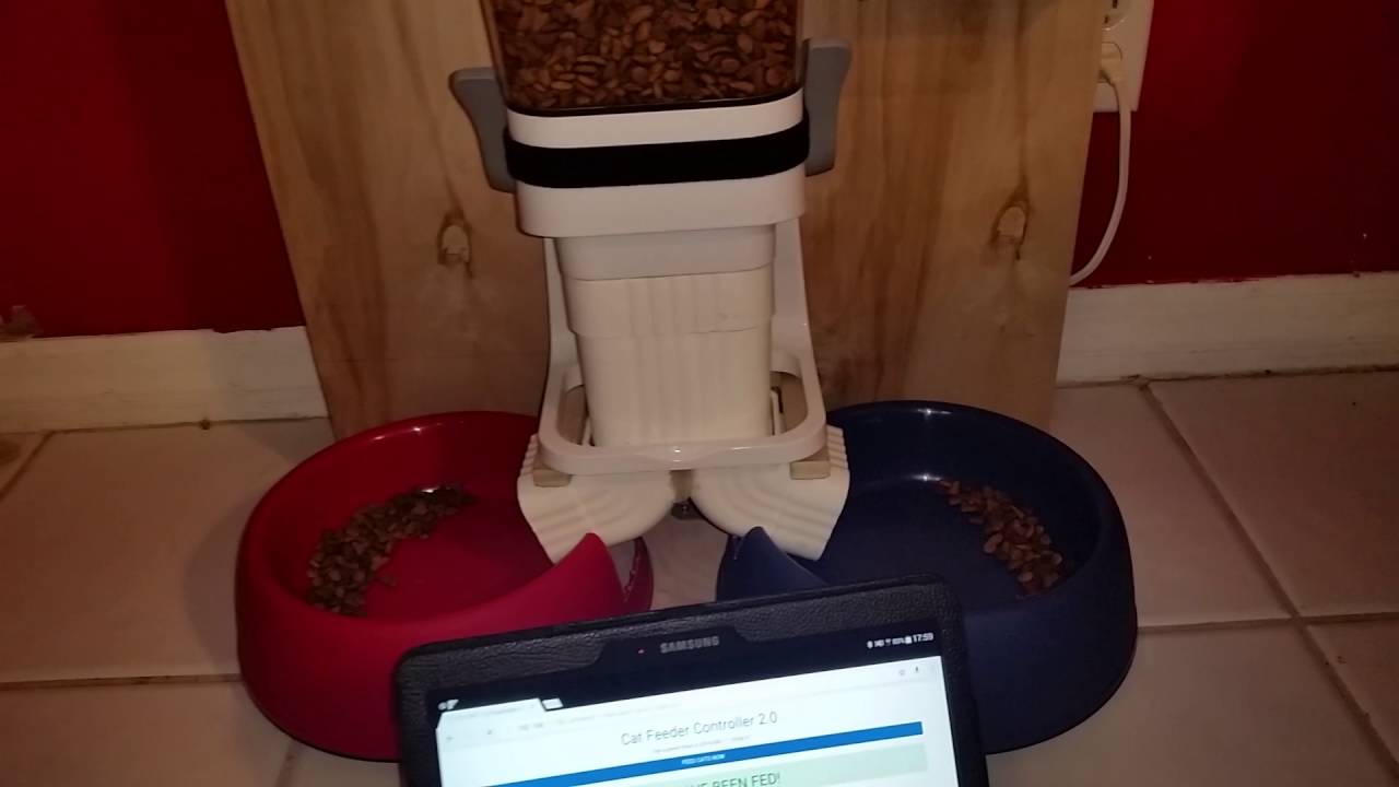  Raspberry Pi Cat Feeder  with Web Interface YouTube