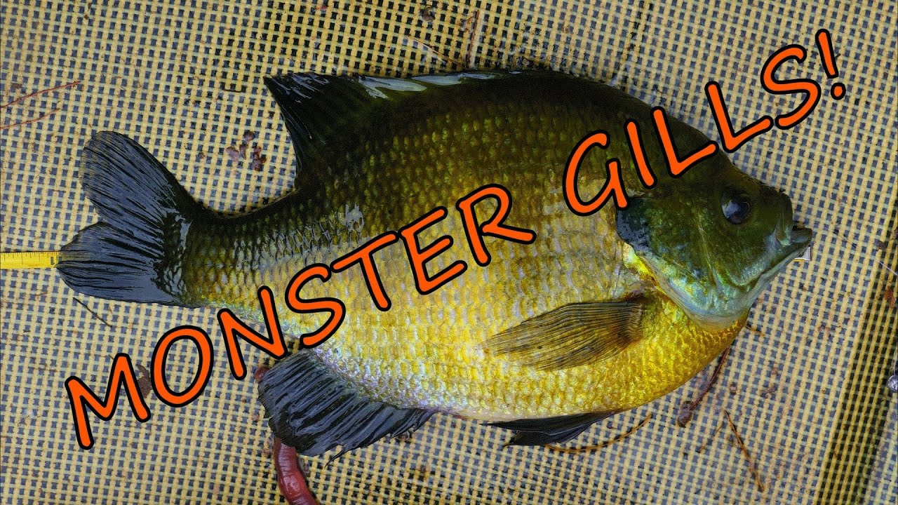 Monster Bluegills