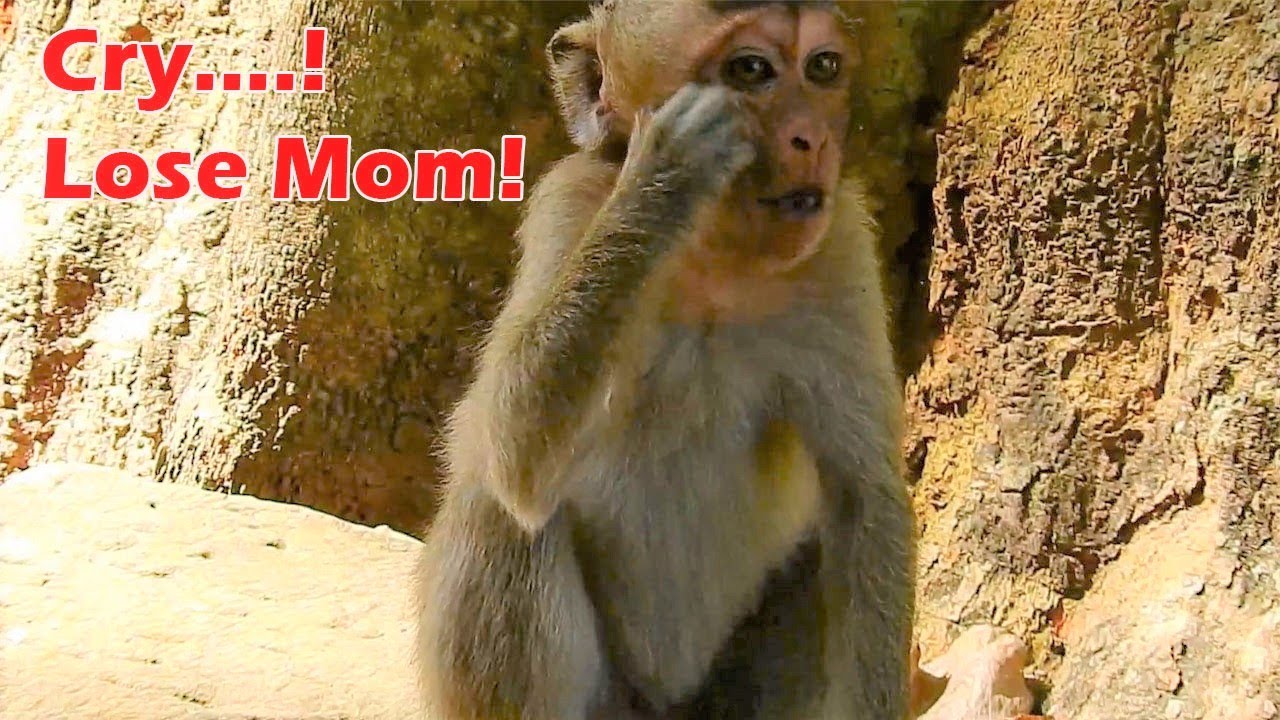 Pitiful On Poor Maci Monkey Broken Leg|Losing Mom Merry|Maic Look For Fruit & Also Mom