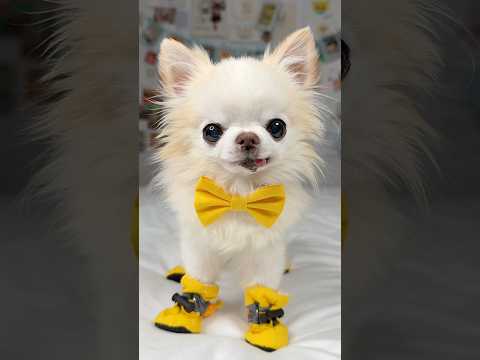 Am I still cute? 🥹 Putting in my chihuahua charm for you in my matching yellow outfit 💛