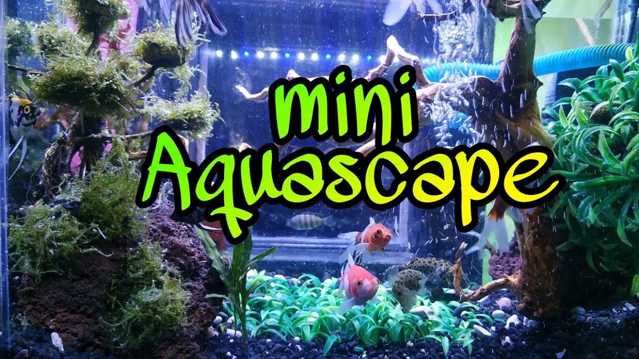 Aquascape mini aquarium 1 YouTube