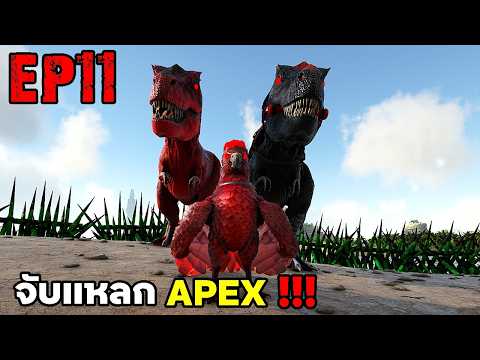 จับเเหลก APEX !!! ARK SUPREME EP11