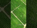 agro #shortsviral