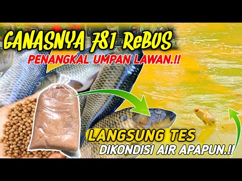 Umpan Ikan Mas Menggunakan Pelet 781