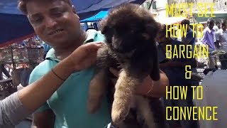 Download lagu Double Coat Heavy Bone 45 Days German Shepherd Puppy Just For Rs 22000 At Galiff Street Pet Market Double Coat Heavy Bone 45 Days German Shepherd Puppy Just For Rs 22000 At Galiff Street Pet Market